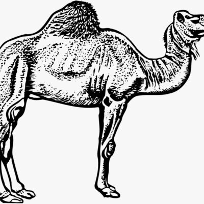 CAMEL005 Thumbnail