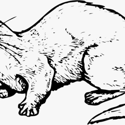 OTTER002 Thumbnail