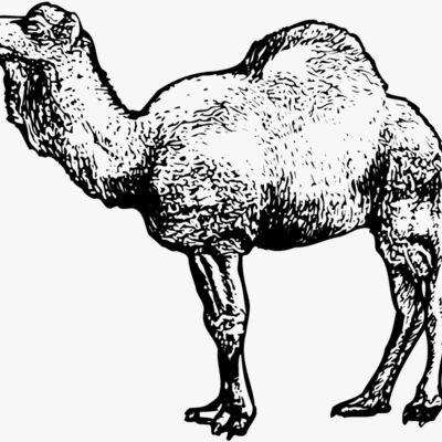 Camels Thumbnail