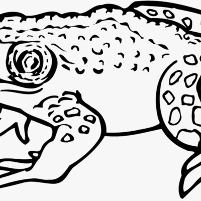 Frogs Thumbnail