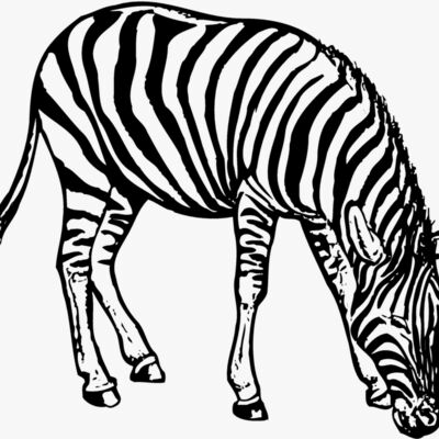 Zebra Thumbnail