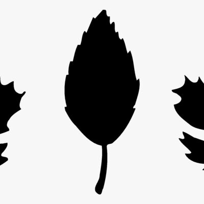 Leaves Thumbnail